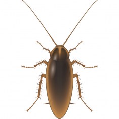 German Cockroach NEW